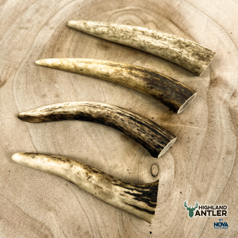 Natural Deer Antler Chew (Extra Small - 1pc - 5pcs)